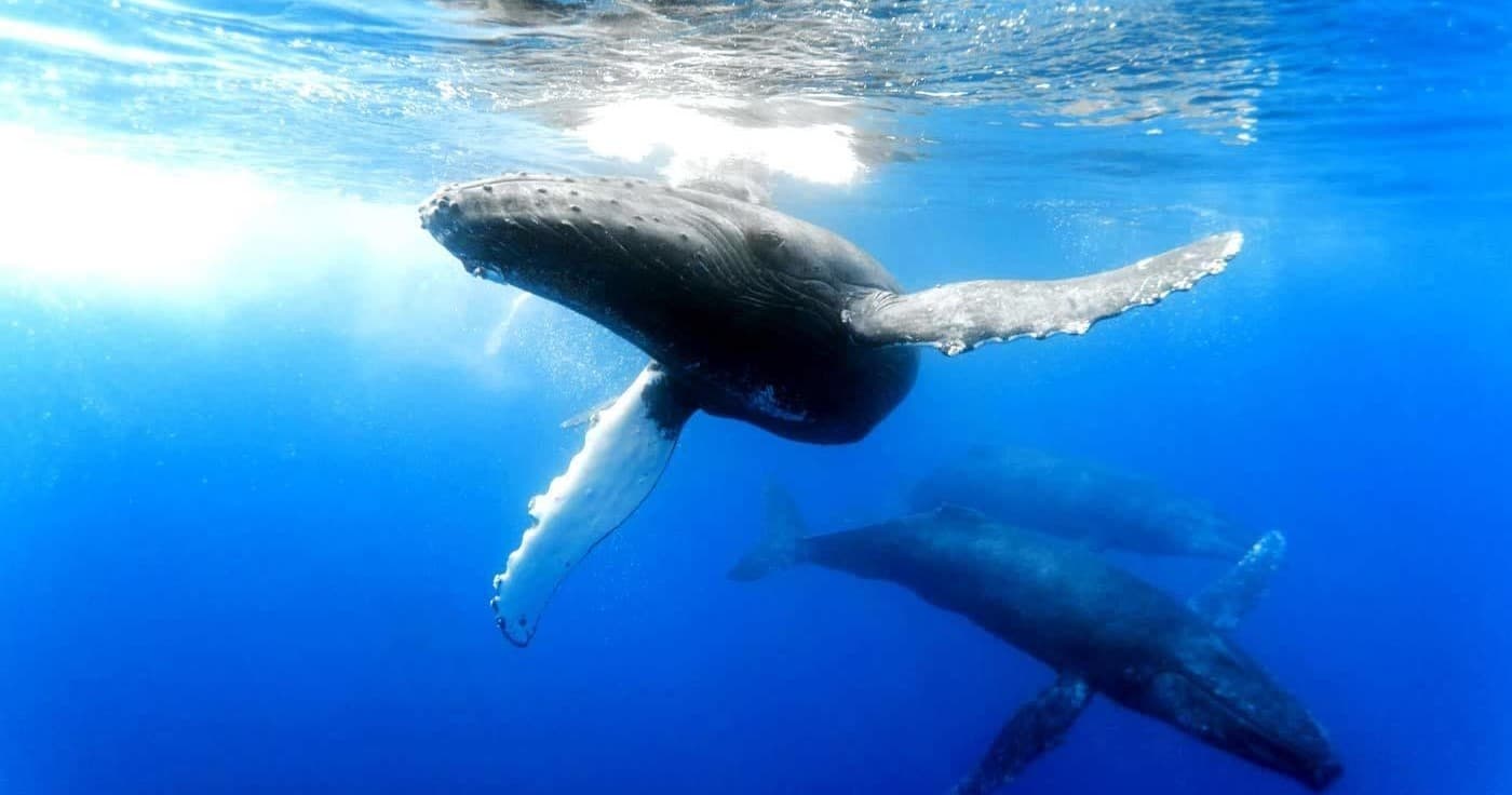 Underwater humpback whales swimming near Kona reefs, Hawaii