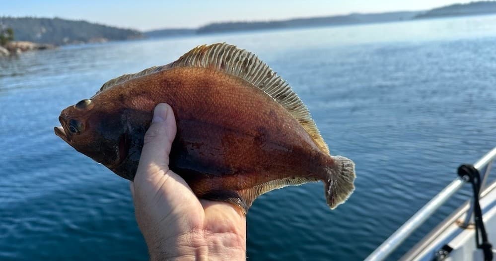 Full Day Flatfish Fishing Adventure in Newport, Oregon