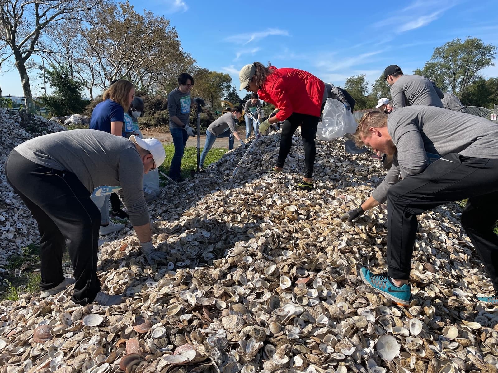 Volunteers harvesting oysters on coastal reef shoreline