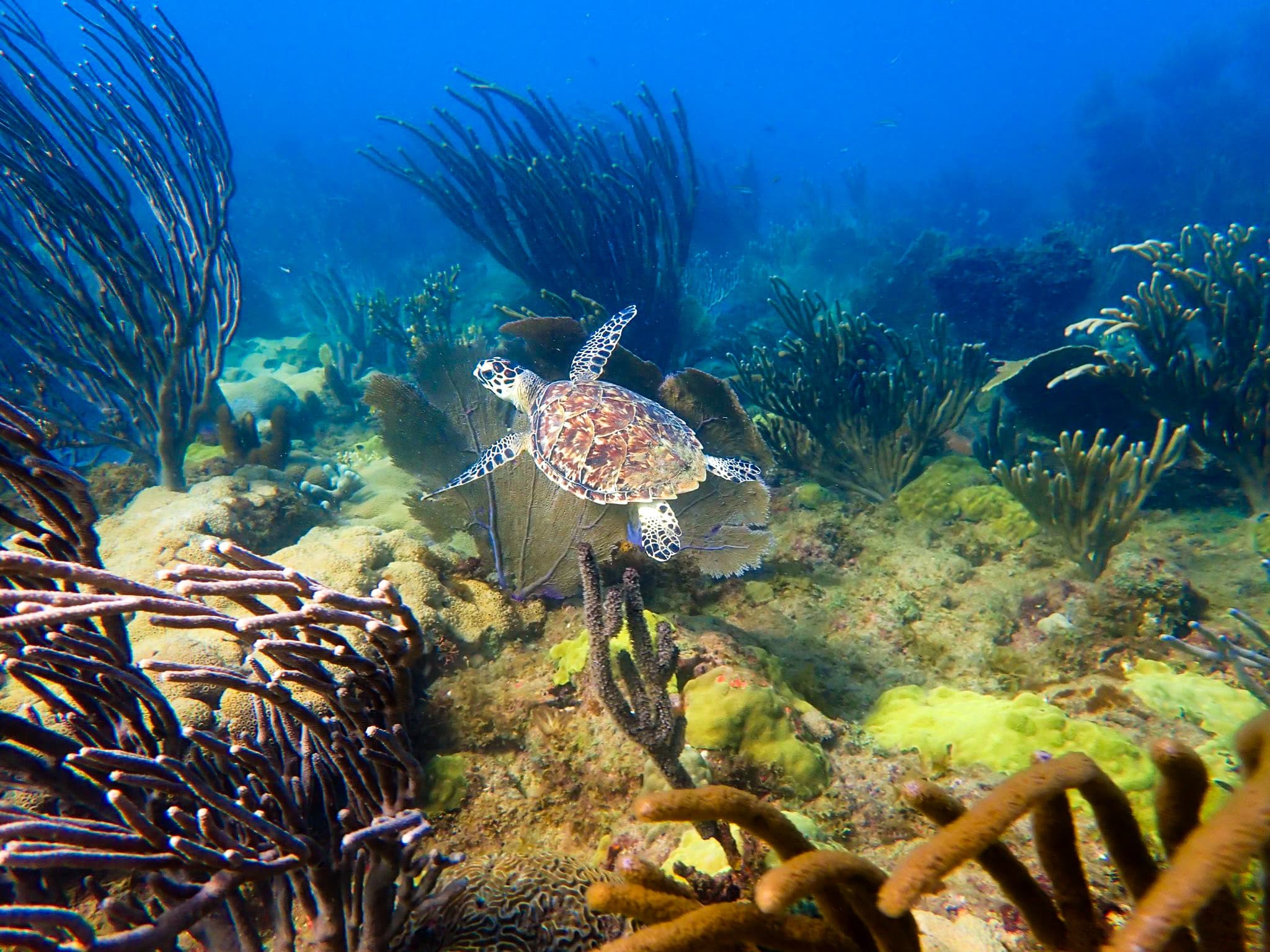 Private Discover Scuba Diver Adventure in Rincón, Puerto Rico