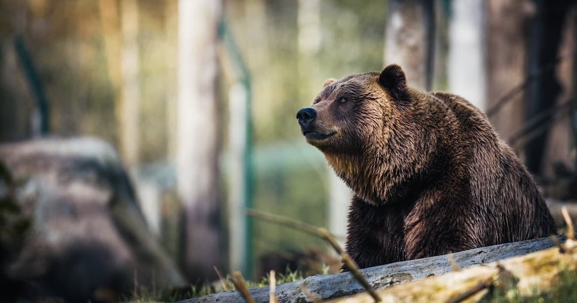 Counter Assult Electric Bear Fence Rentals | Rentals in Bozeman | 