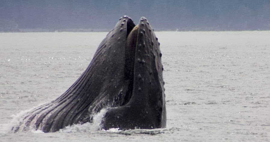 Ucluelet Whale Watching: Cameron Ocean Adventures Semi-Covered Wildlife Tour photo 3