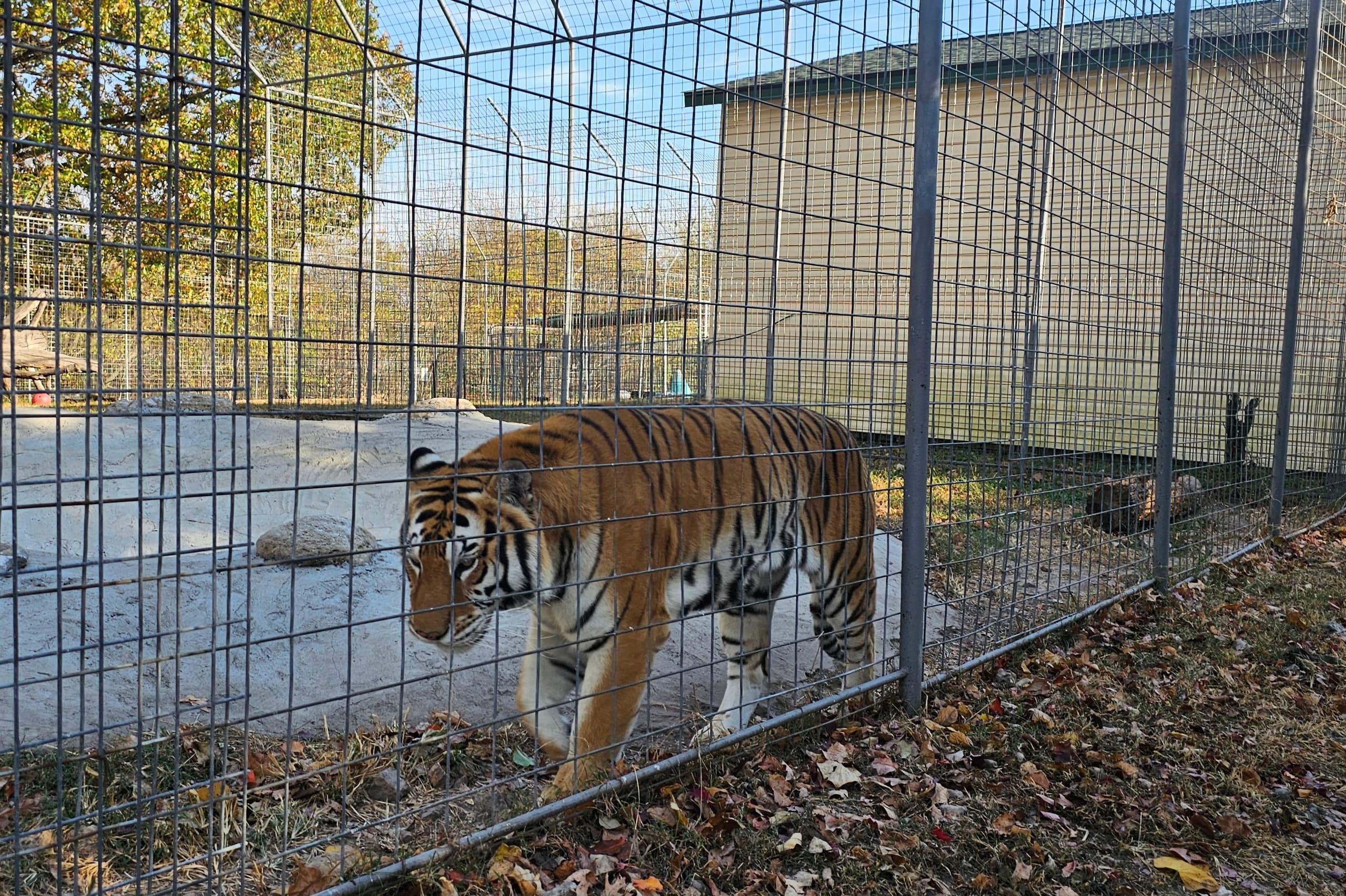 Stay Next to Tigers at Turpentine Creek RV Spot #1
