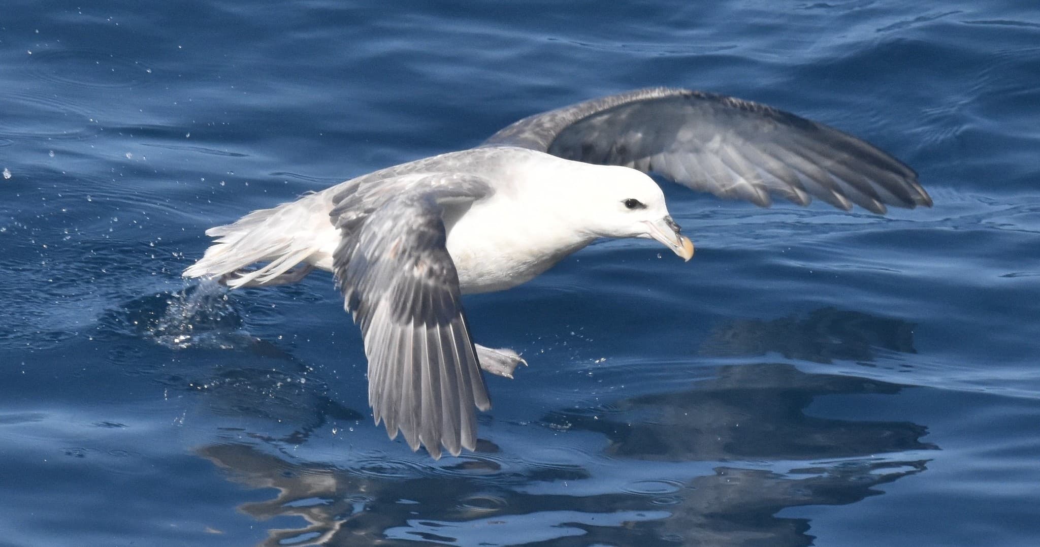 Discover Offshore Wonders: 12-Hour Marine Mammal & Pelagic Bird Watch from Cape May