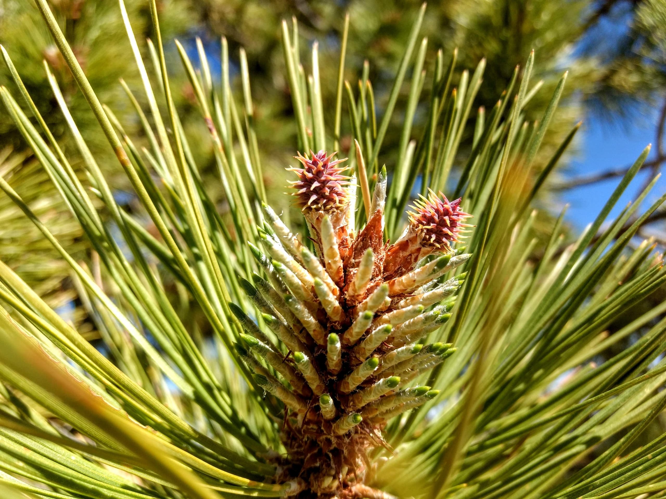 Private Bryce Canyon Walking Tour in Utah