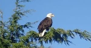 Custom Private Adventure with Wild Wolf Tours in Ketchikan