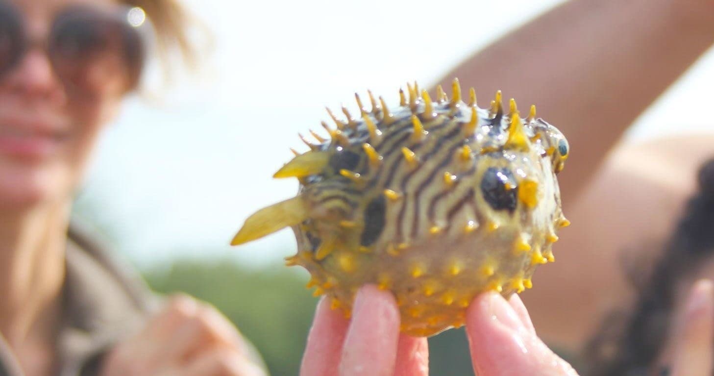 Sea Life Encounter with Adventures in Paradise Fort Myers Beach