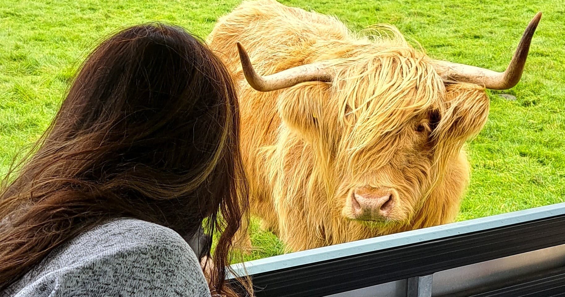Meet Highland Cows Near Greenock: Farm Trailer Tour with Ben Lomond Views