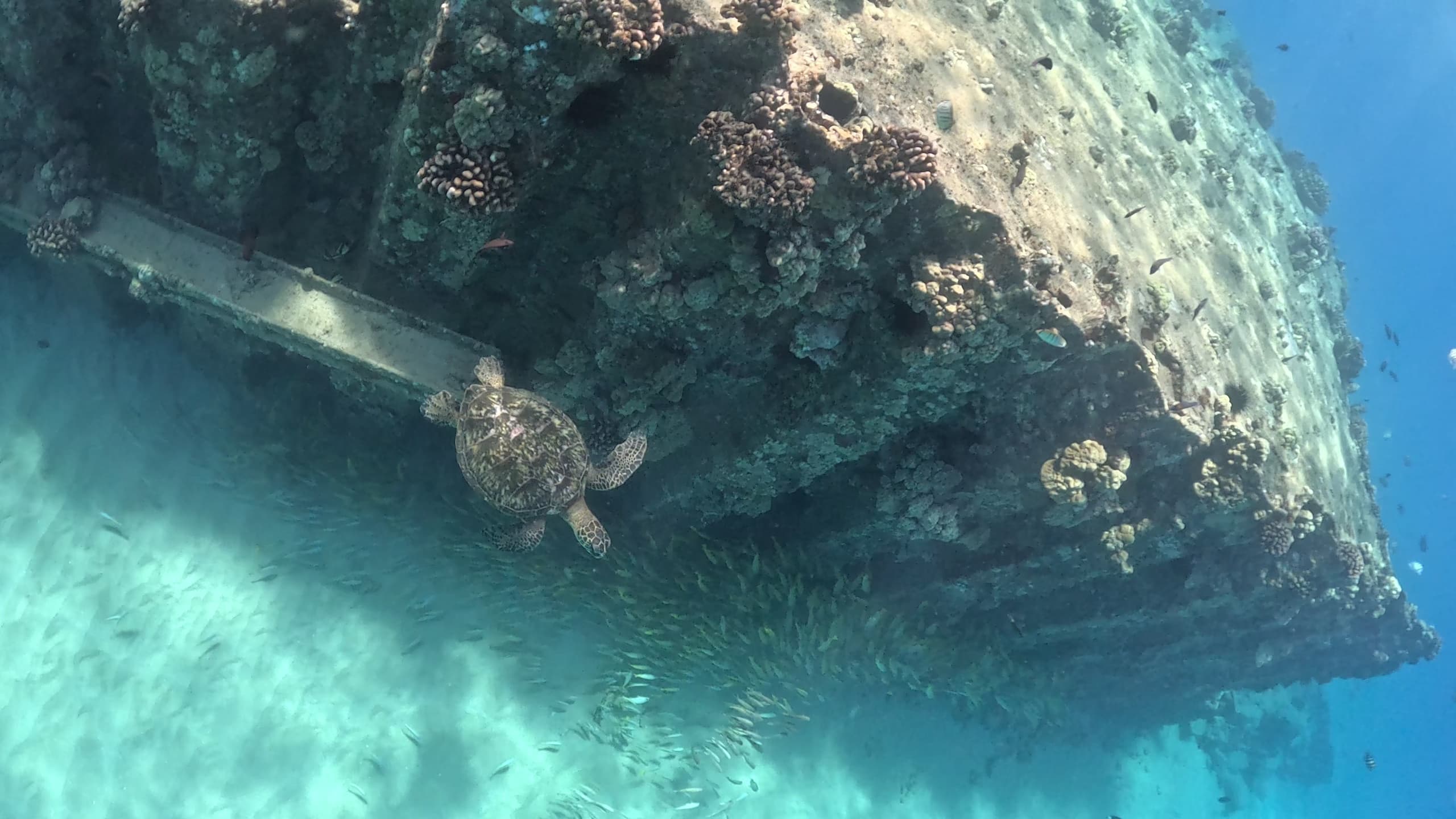 Snorkel from Shore with Makai Expeditions in Aiea, Hawaii