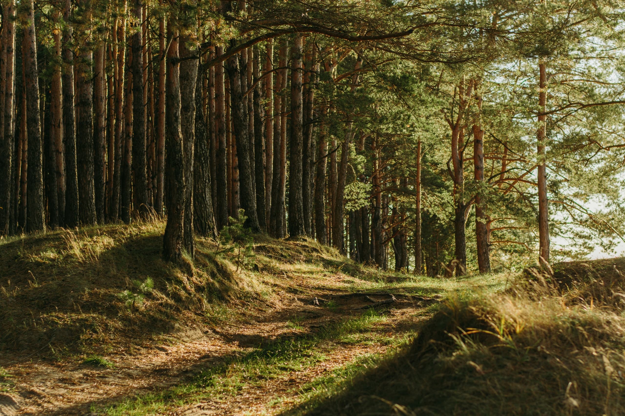 Family Outdoor Adventure at Forest Birthday Party by SUPWell Ireland