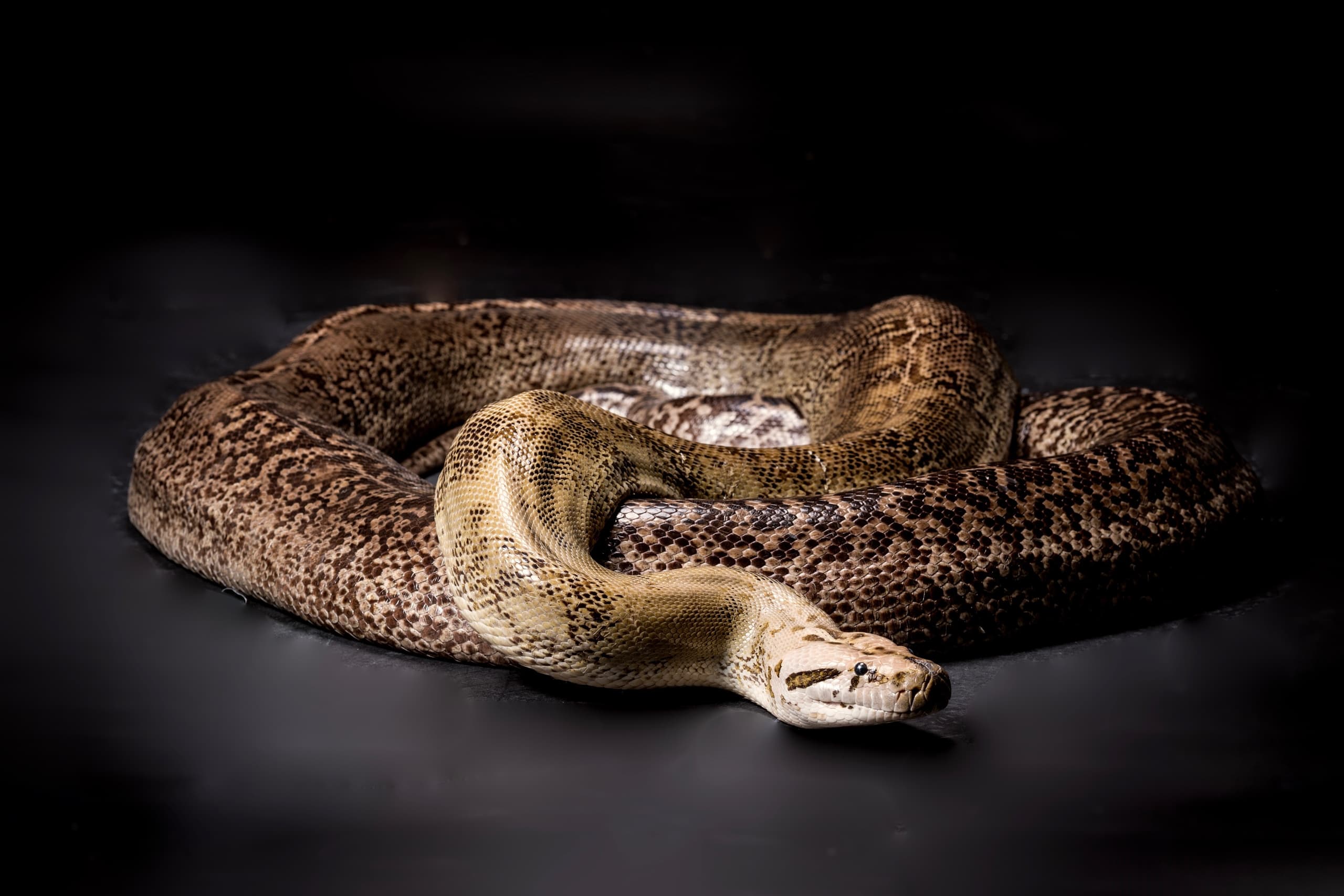VIP 2 Hour Reptile Tour in Kearns, Utah