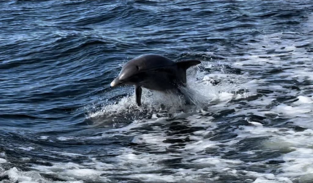 Dolphin Tour with Sun Island Boat & Home Services in Cape Coral
