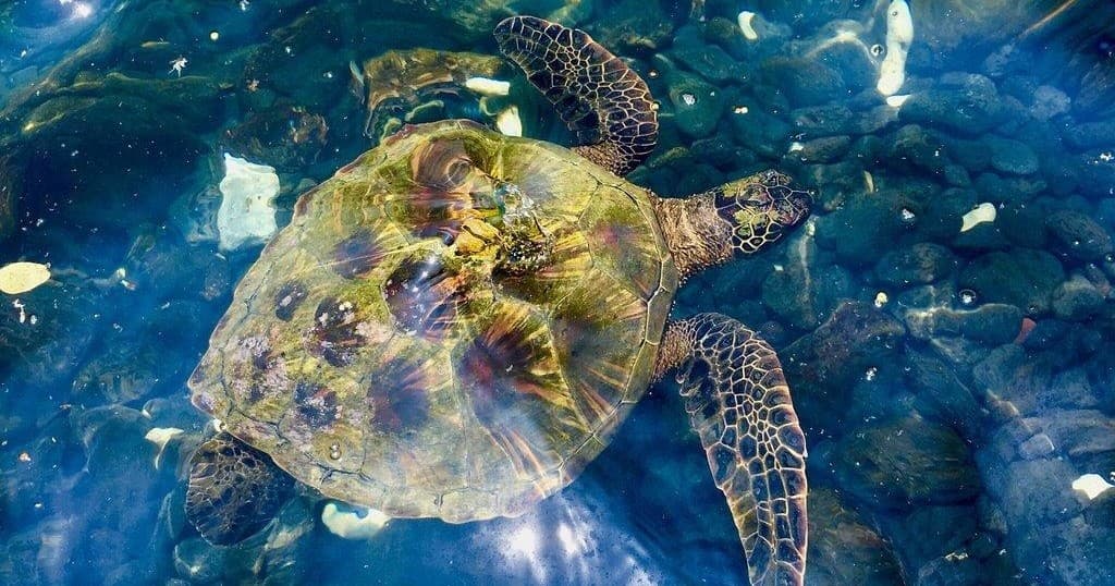 Green sea turtle swimming over reef in clear Pacific waters