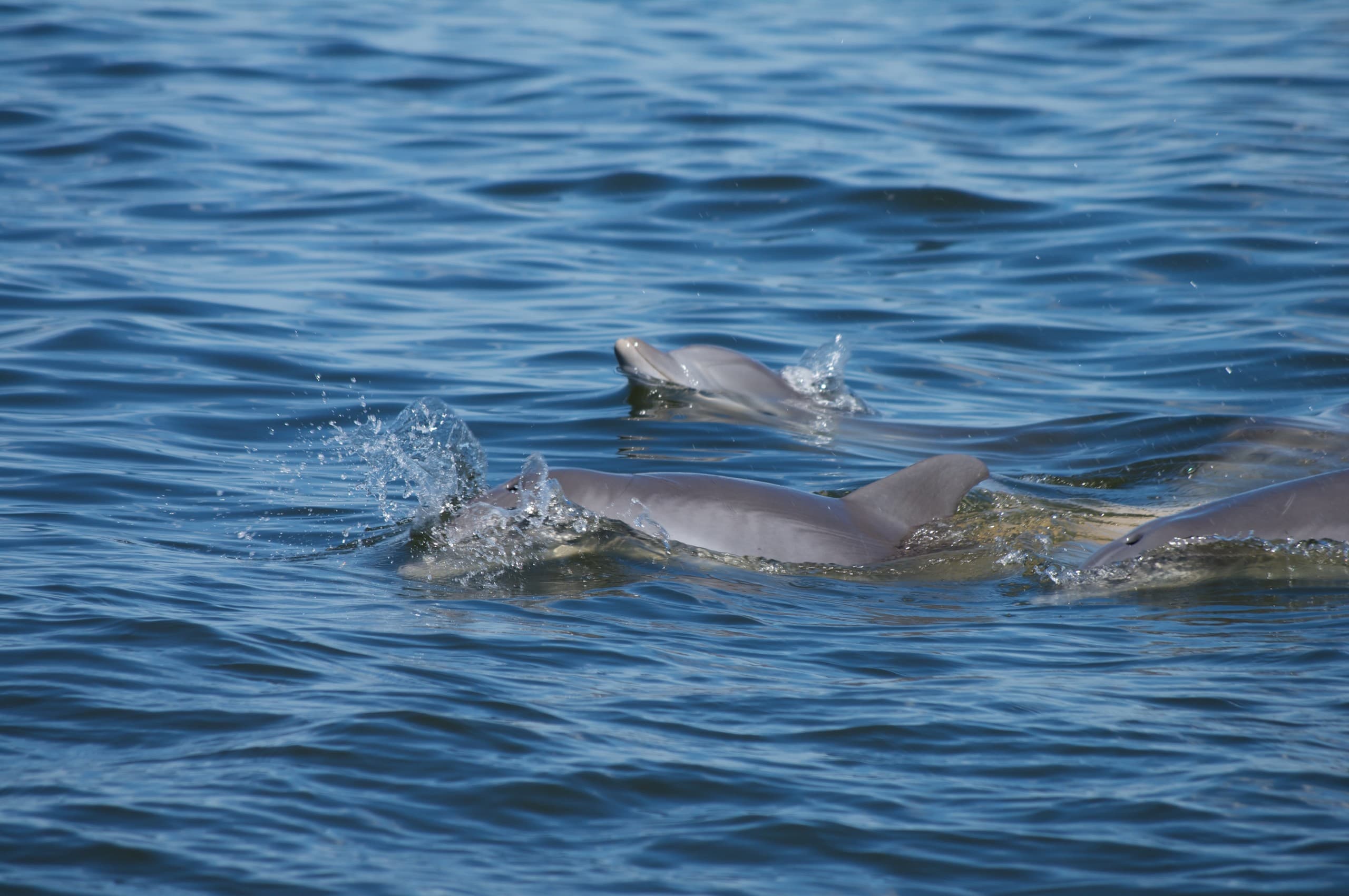 Oregon Inlet Dolphin Watch Safari: Roanoke Sound Dolphin Cruises from Nags Head