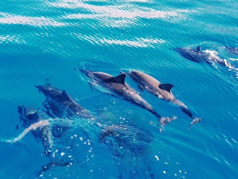 Indigo Ocean Hawaii fleet