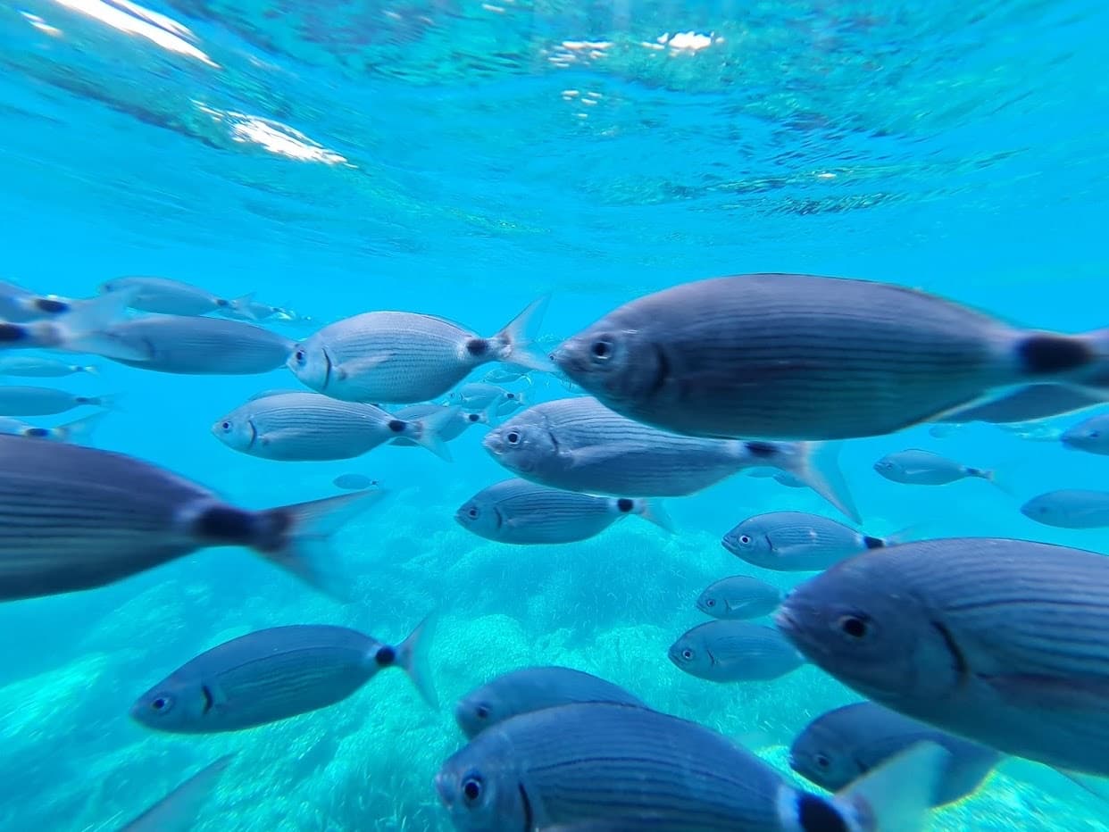 Glass-Bottom Boat Tours with Els Blaus de Roses on Costa Brava