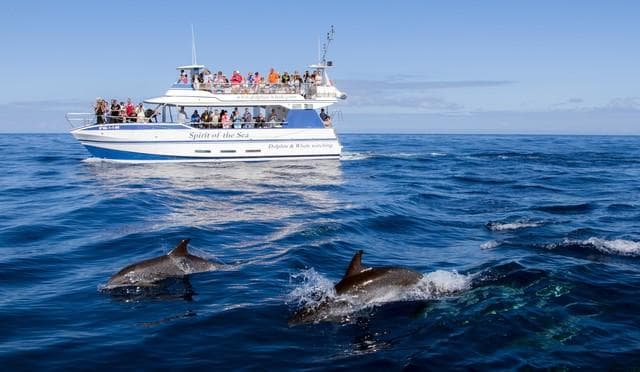 Dolphin & Whale Watching Adventure in Gran Canaria