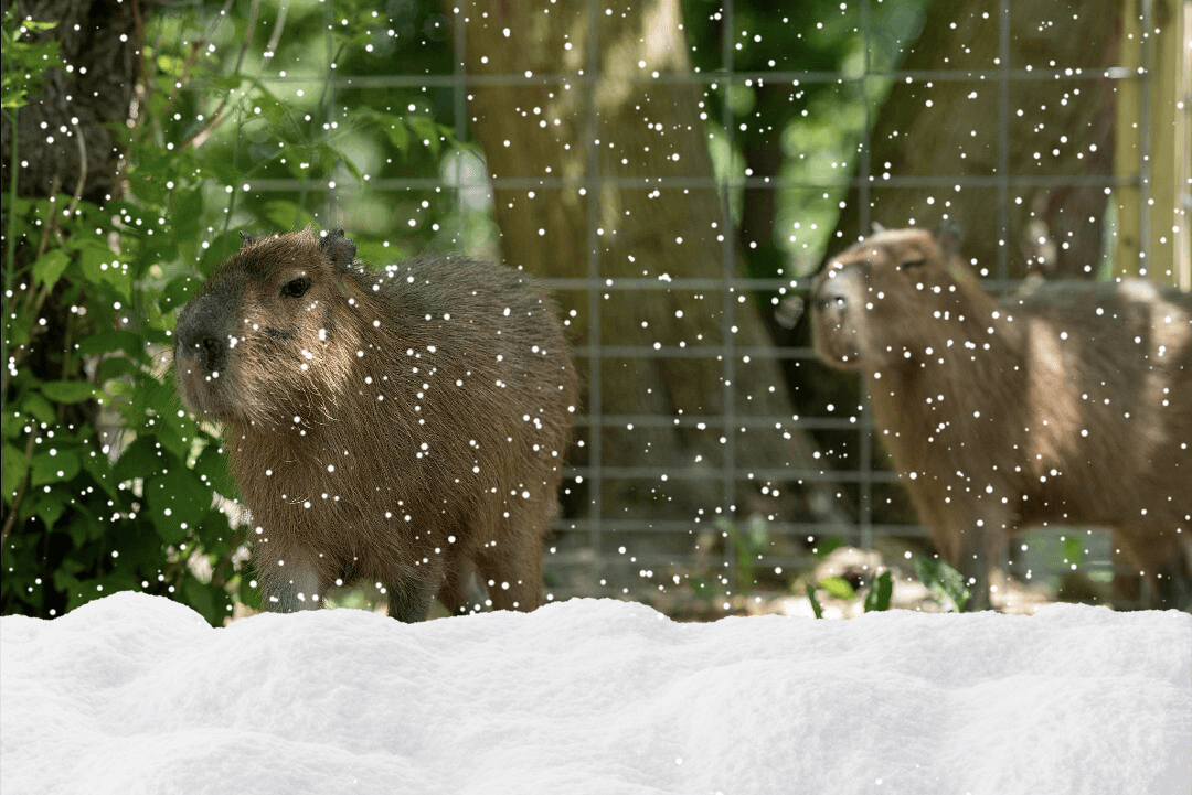 Winter Capybara Encounter in Caledonia, WI — 30-Minute Up-Close Experience