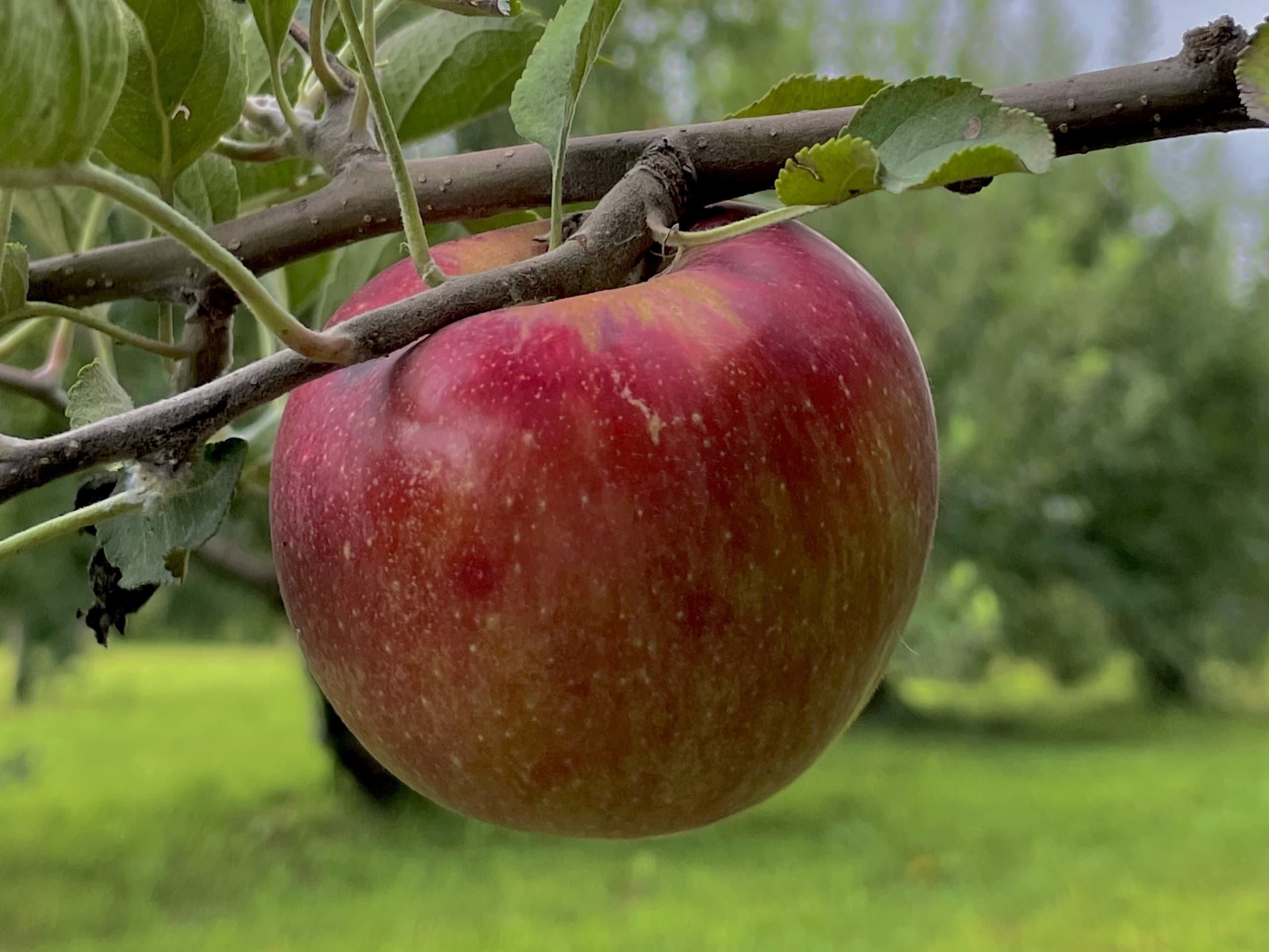 Pick-and-Play Adventure at Braeutigam Orchards: Wagon Rides, U-Pick Fruit and Farm Fun near Belleville