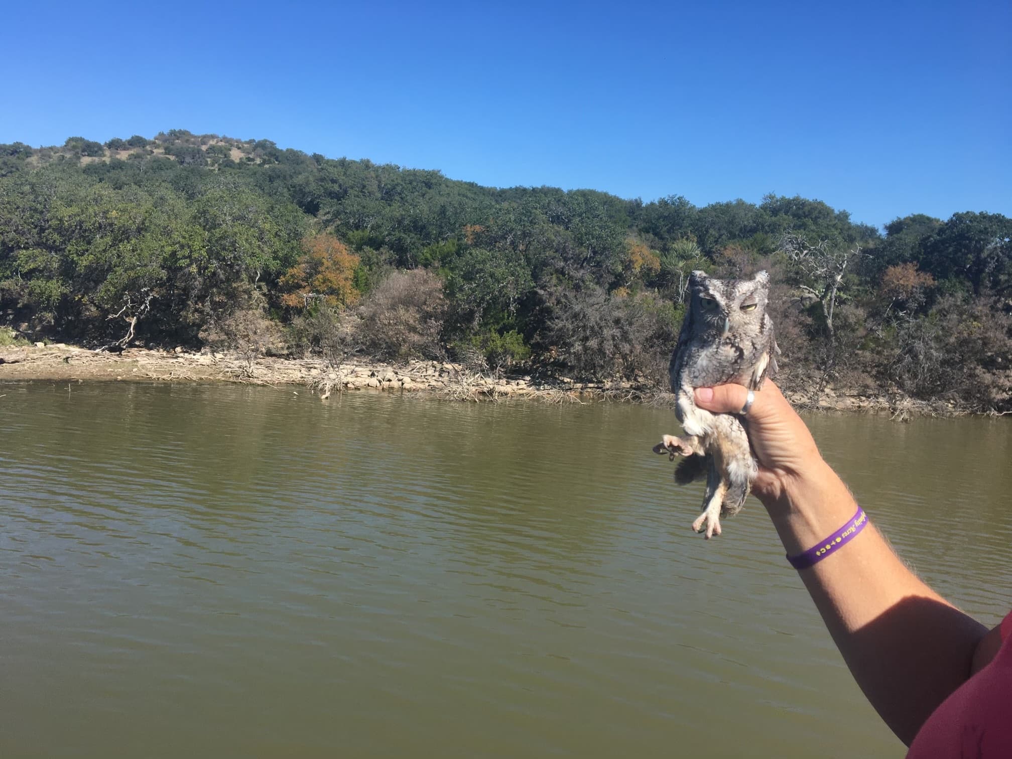 Freedom Flight: Bird Release Cruise in Burnet, Texas