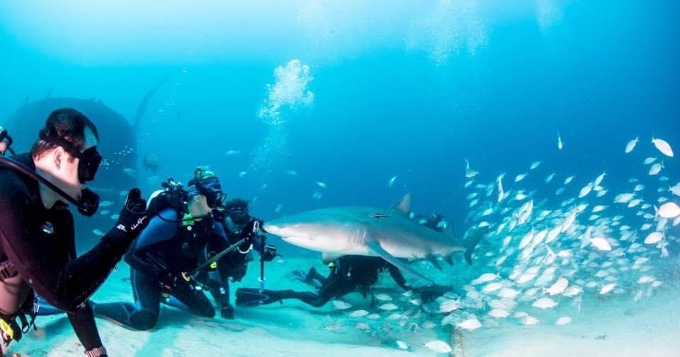 Scuba divers encountering reef shark during tropical ocean dive