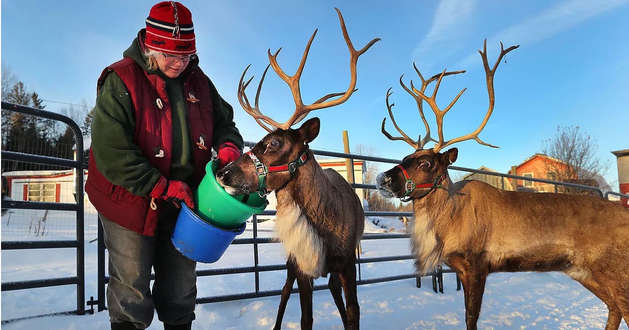 Reindeer Farm Experience in Charleston VT by Vermont Reindeer Farm
