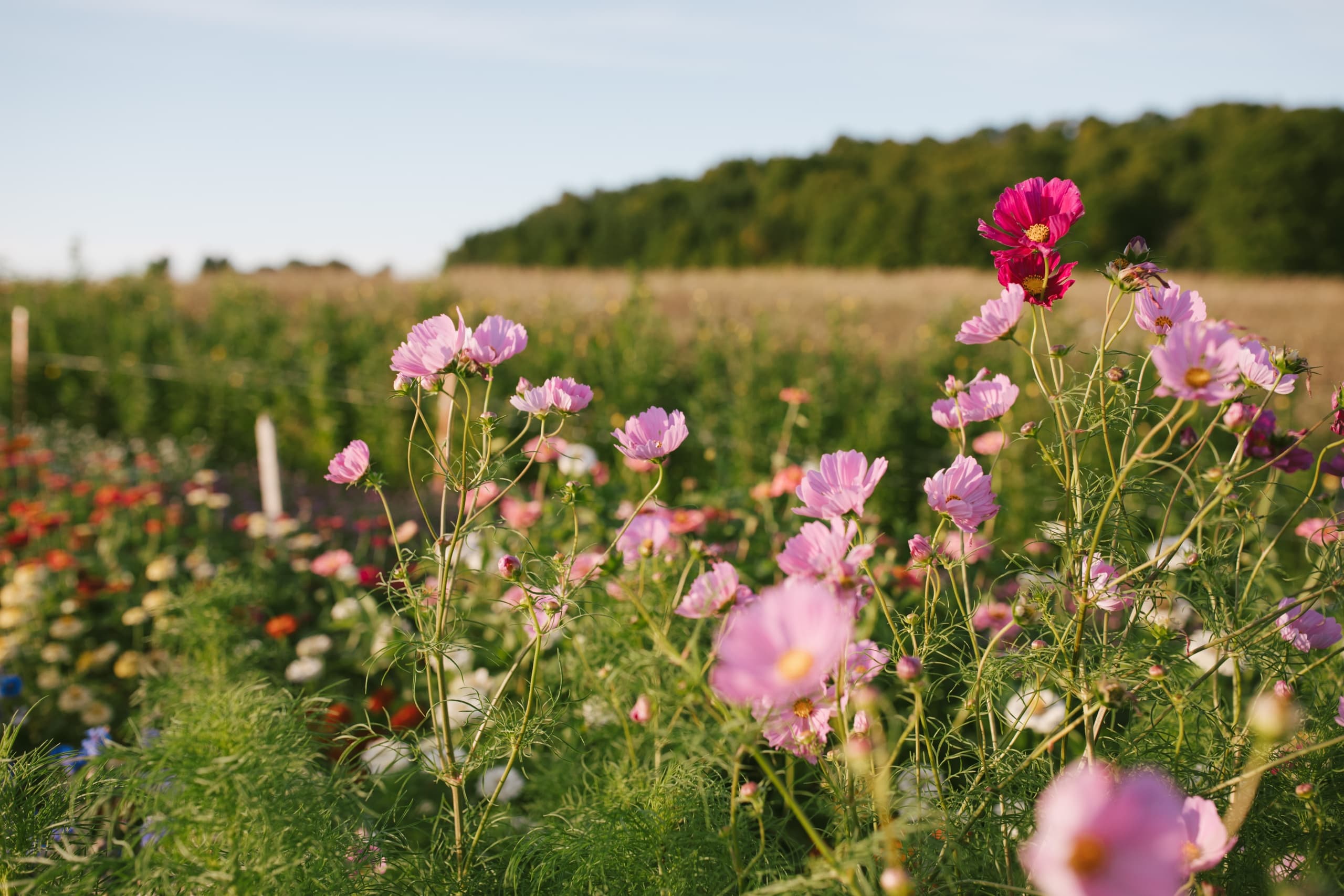 Lavender Hill Farm Adventures in Boyne City, MI
