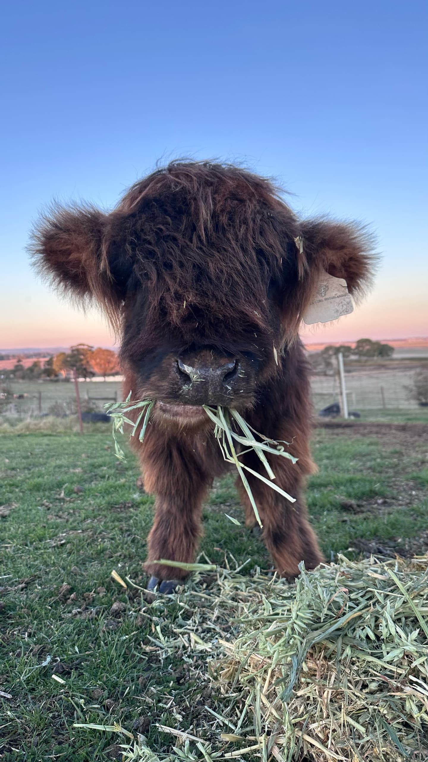 Meet and Cuddle Highland Cows in Mitchell Park: A 30-Minute Farm Encounter photo 3
