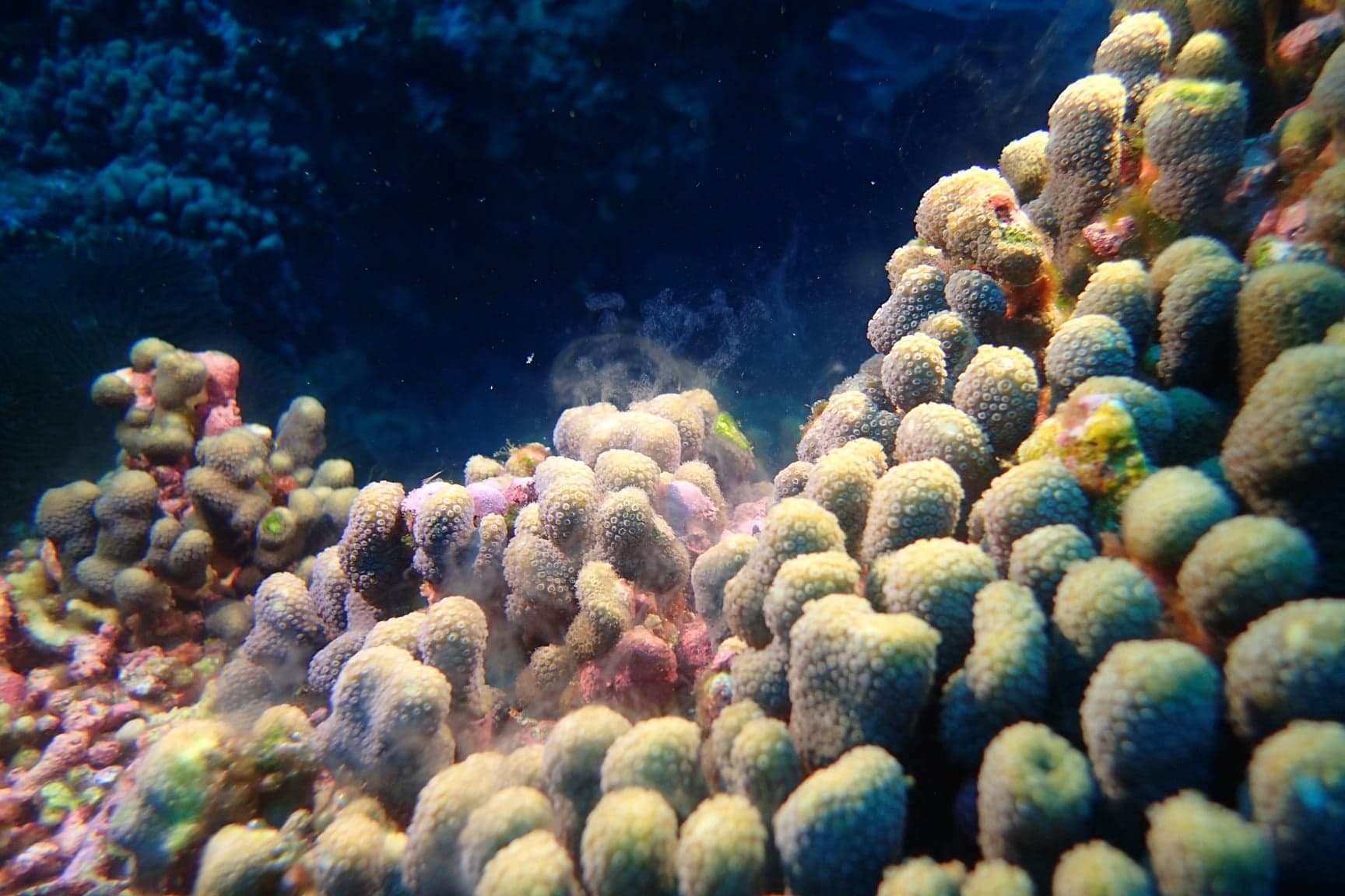 Dense coral colony on tropical reef captured on scuba diving excursion