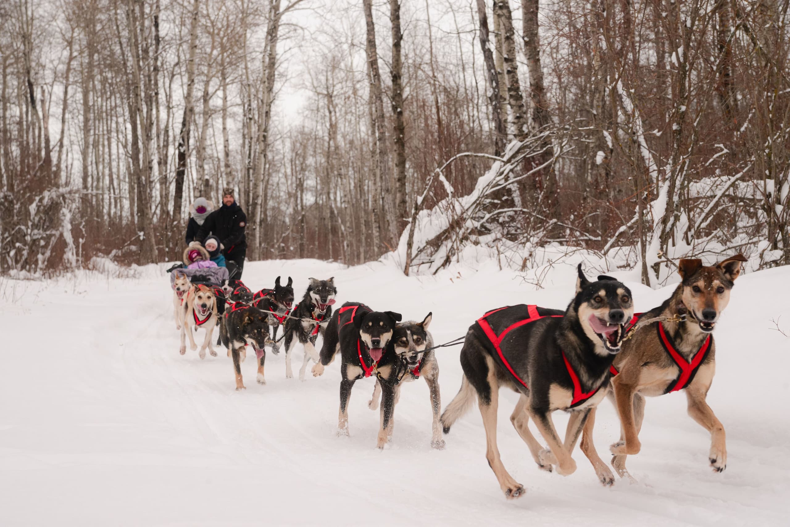 Sled Dog Adventure at Blackstrap Provincial Park - Meet Working Huskies Near Dundurn