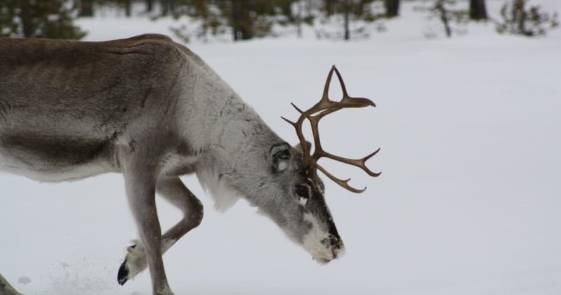 Reindeer Sleigh Ride at Northern Lights Village Pyhä