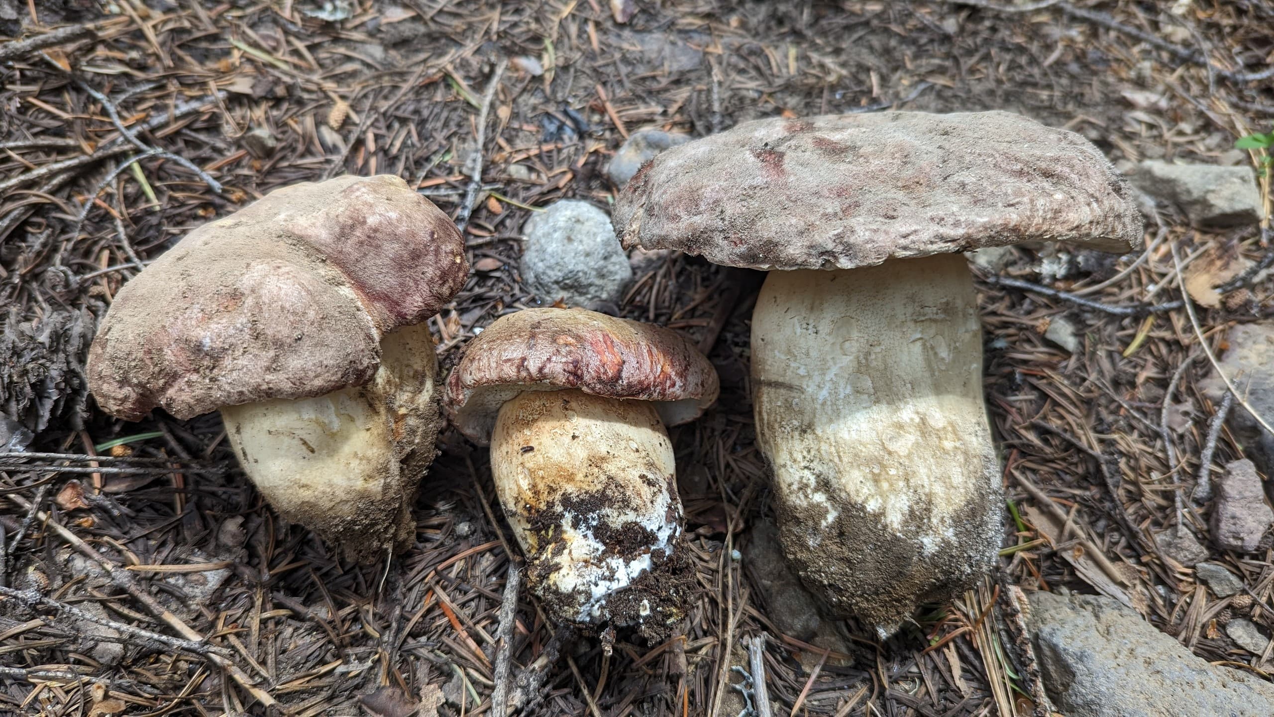 Spring Porcini Hunt: Forage, Identify, and Cook Wild King Boletes in Central Washington photo 2