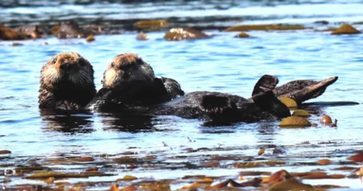 Sea otters resting on kelp in shallow coastal waters