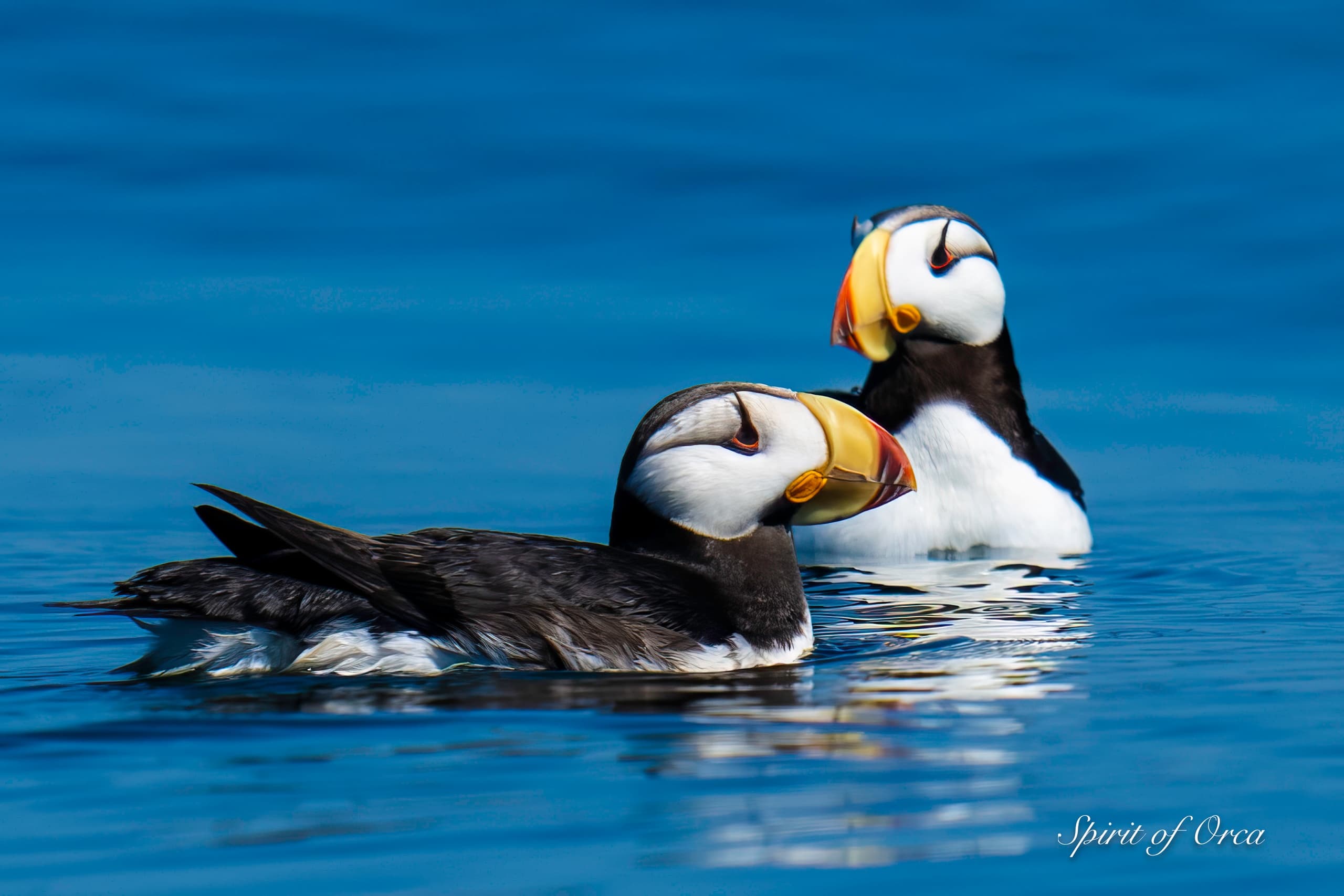 Private Birding Tour on Salish Sea near Anacortes
