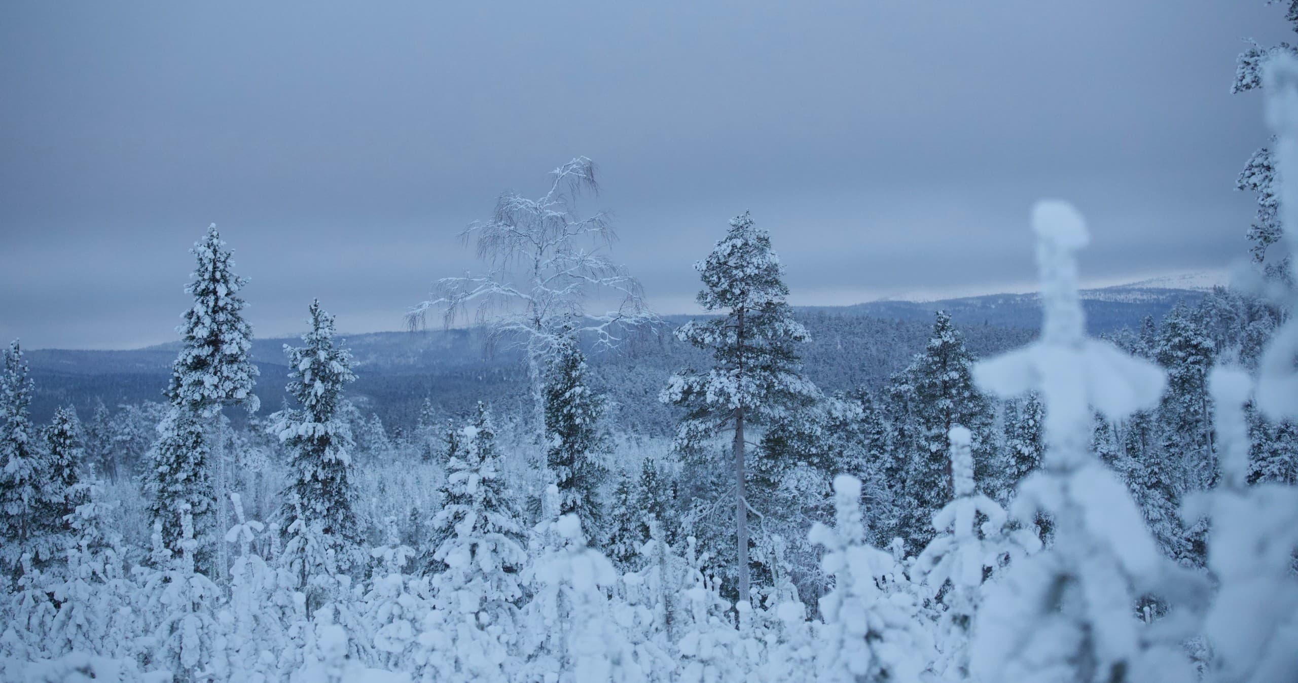Arctic Moose Safari: Small-Group Wildlife Watching near Inari, Finland photo 2