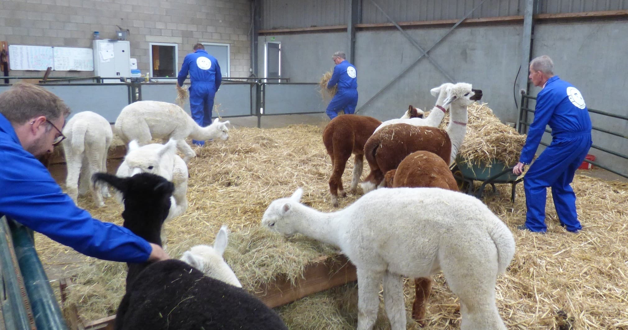 Animal Encounters & Alpaca Tour at De Alpacaboerderij