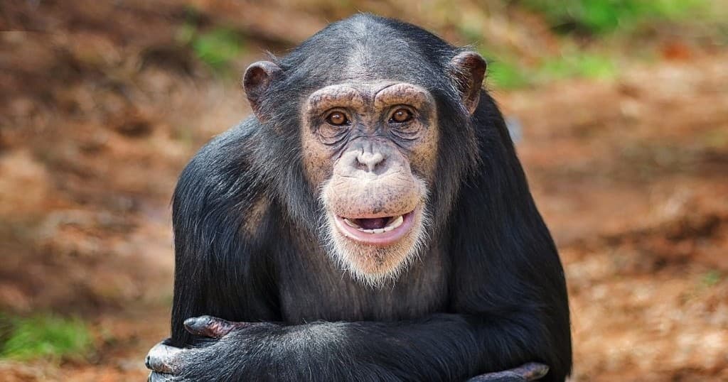 Scout Troop Service Projects at Project Chimps: Hands-On Conservation Near Morganton, GA