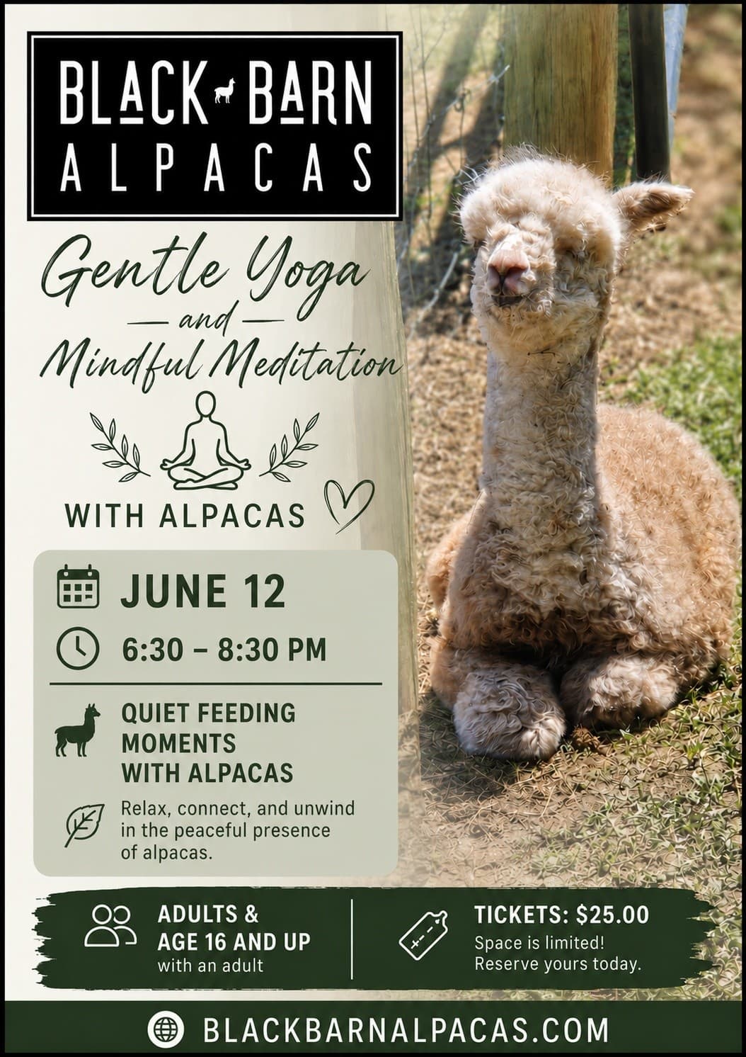Sunset Yoga Among Alpacas: Gentle Farm Yoga and Mindful Meditation in Finksburg, MD