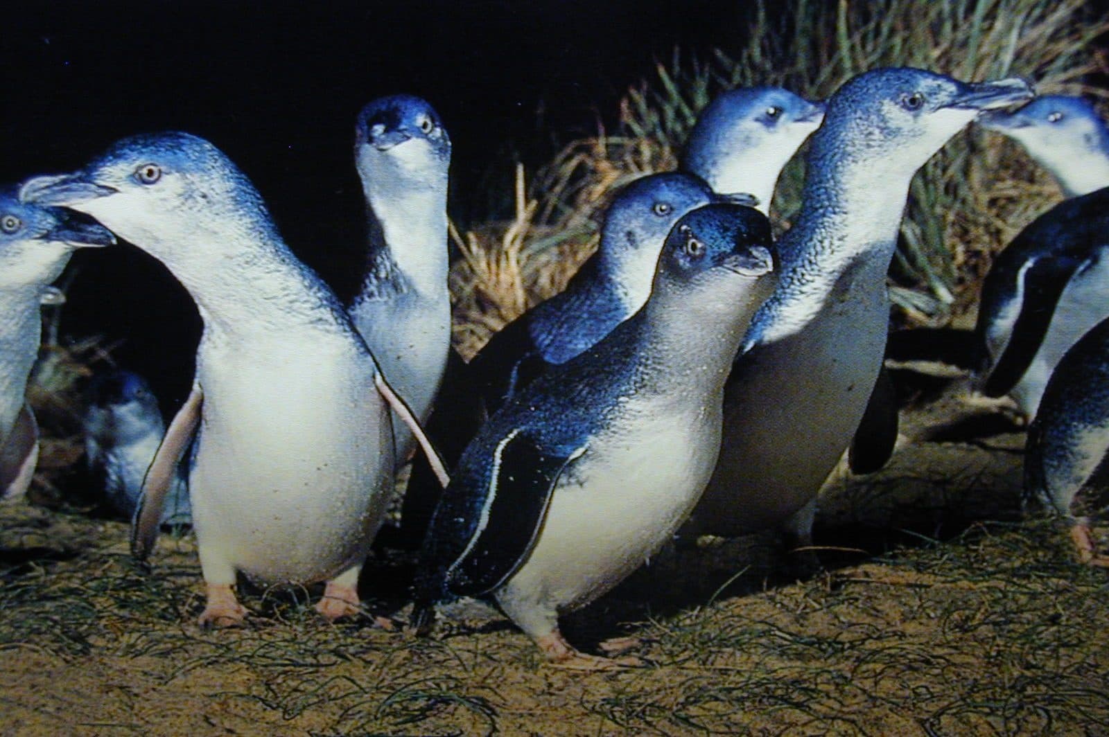 Saving Manly’s Little Penguins: NPWS Talk at Q Station