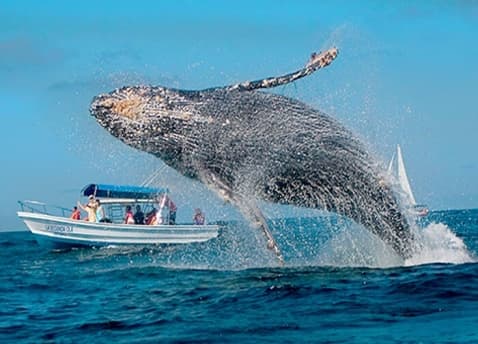Humpback whale breaching beside tour boat during ocean whale-watching tour