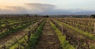 Expansive vineyard rows at sunset, rustic Quinta wine tour view