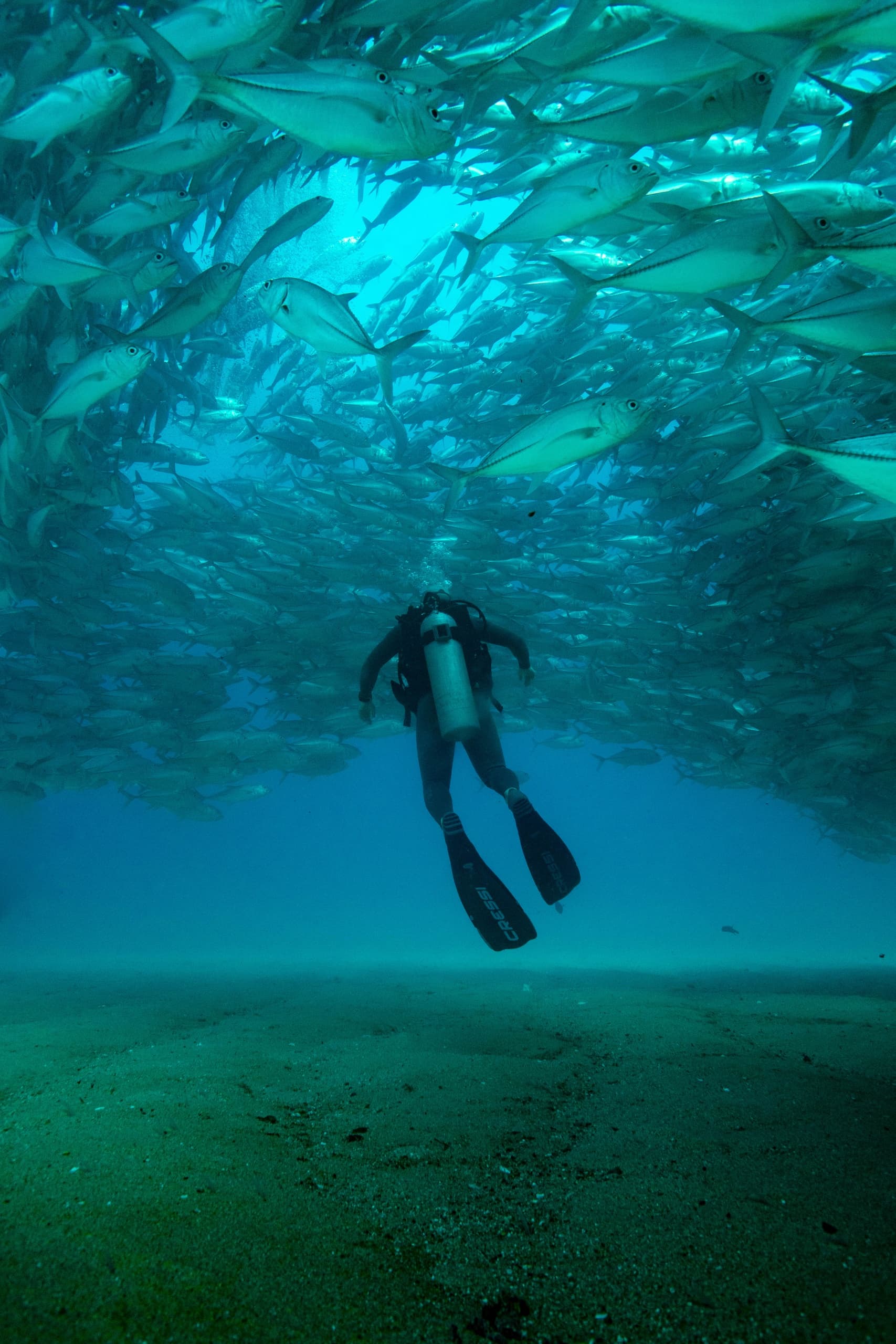 SCUBA Diving with Orca Dive Baja in Cabo Pulmo