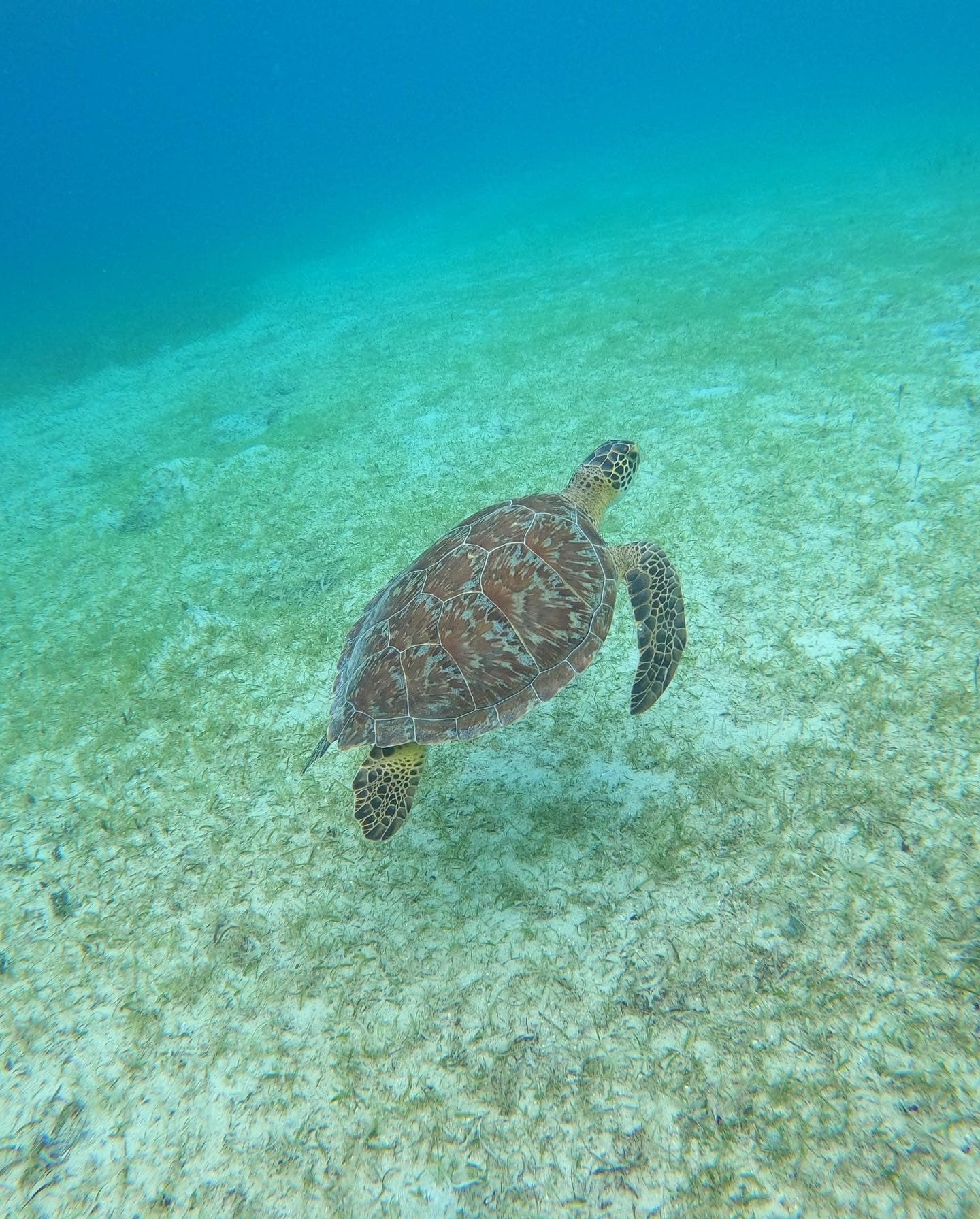 Sea turtle swimming over coral reef in clear tropical water