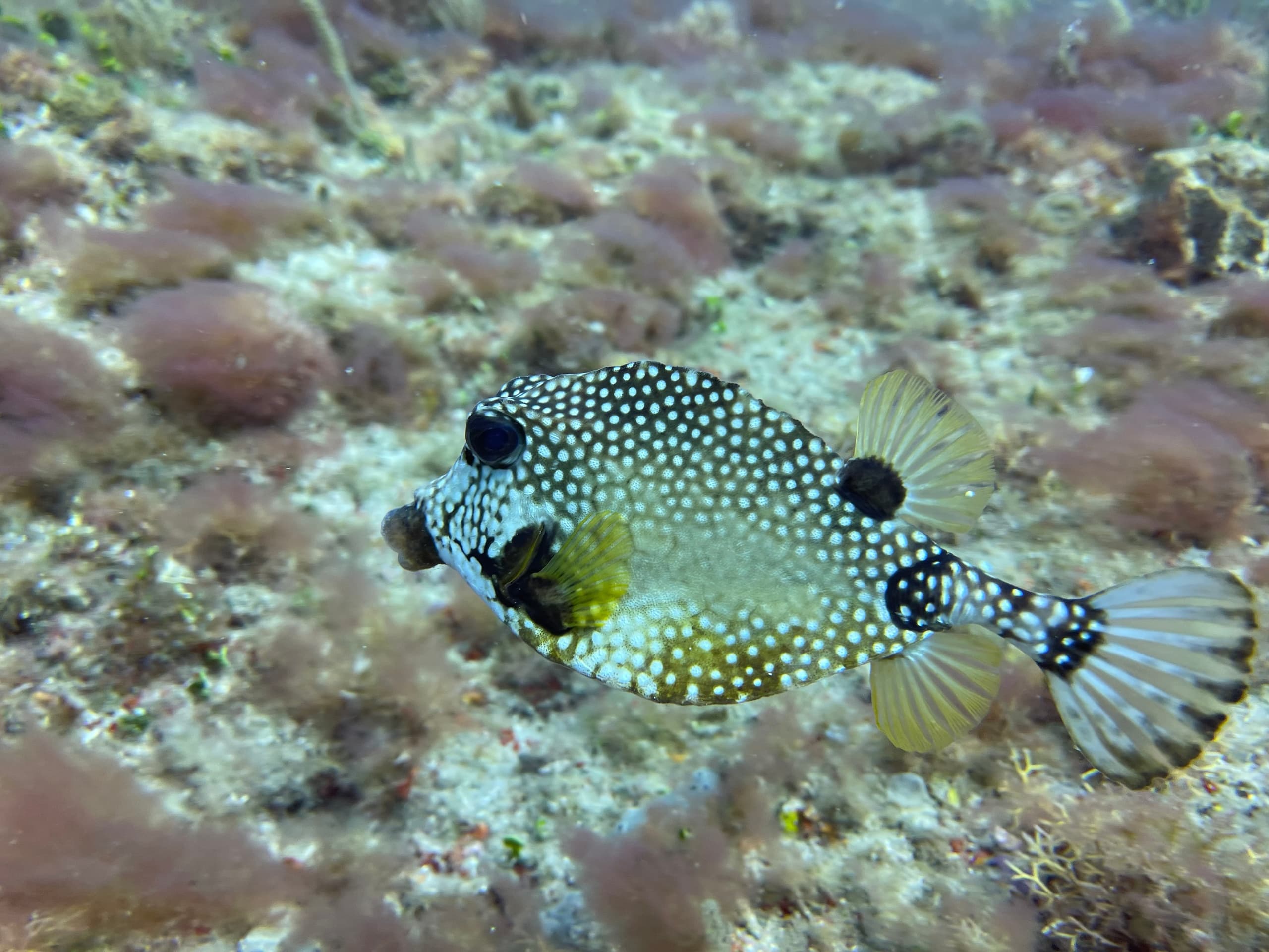 Spotted pufferfish hovering over rocky coral reef dive site