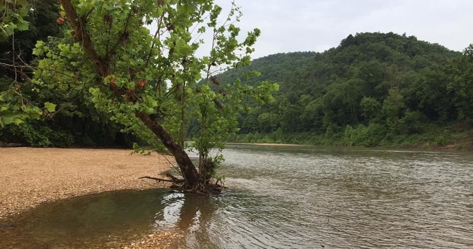 Tree rooted in shallow river, wading and riverbank scenery