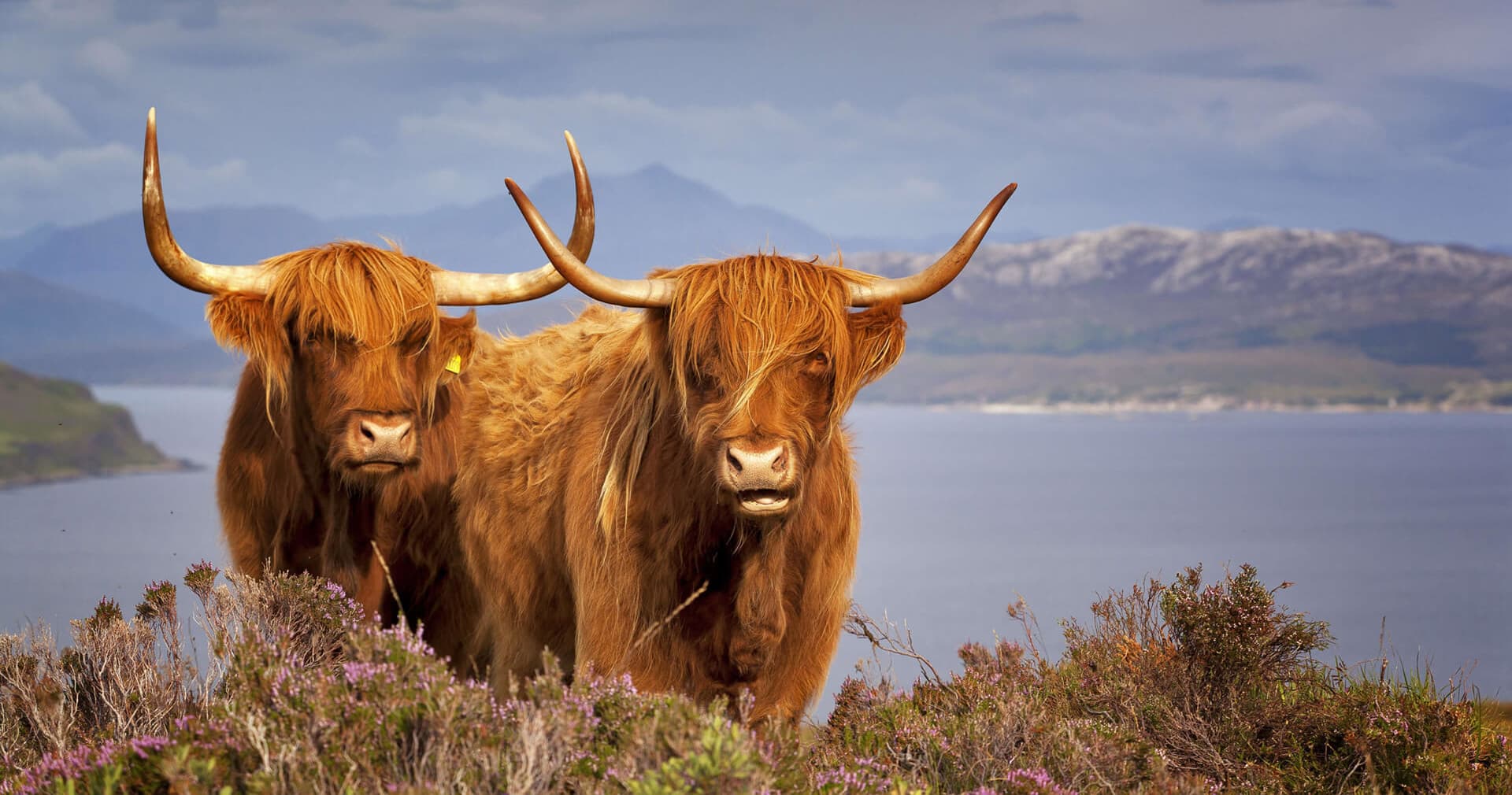 Highland cattle grazing coastal moorland, wildlife viewing Scotland