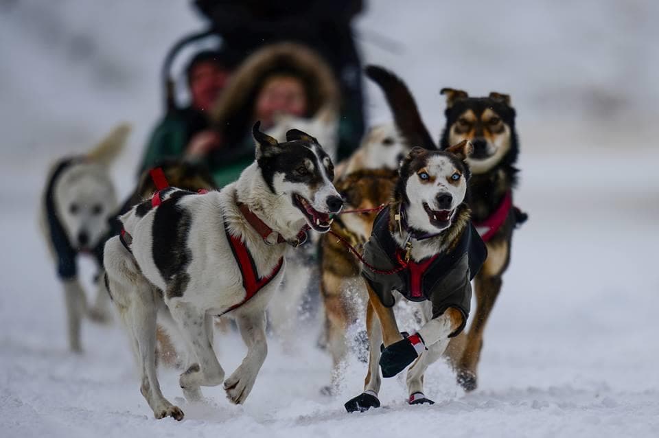 Close-up racing huskies pulling sled across packed snow trail
