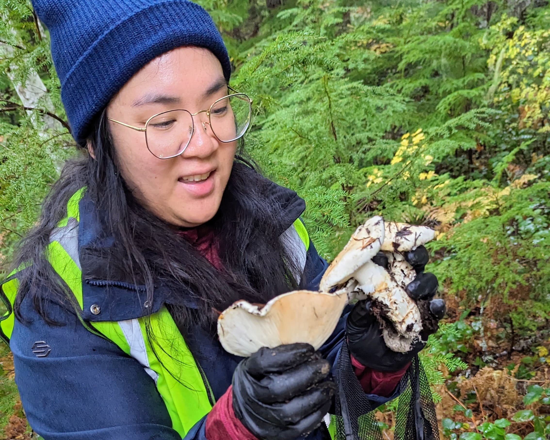 Matsutake Madness Hunt: Foraging Matsutake Mushrooms Near Redmond, WA photo 2