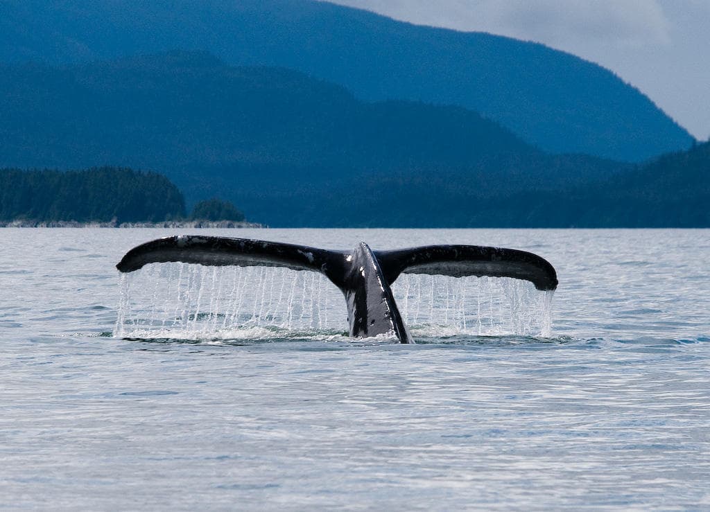 Alaska Luxury Tours fleet