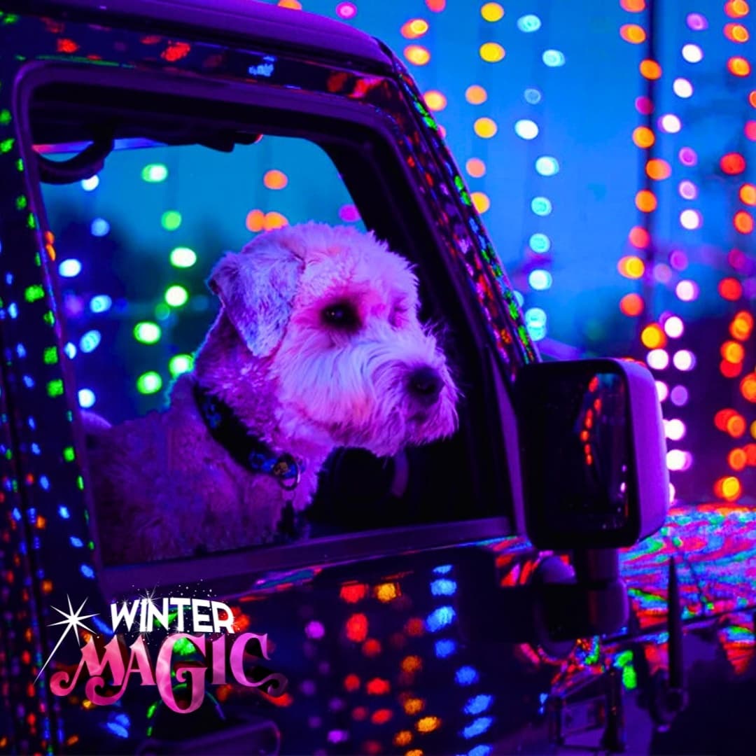 KC Pet Night Out: A Magical Evening in Kansas City